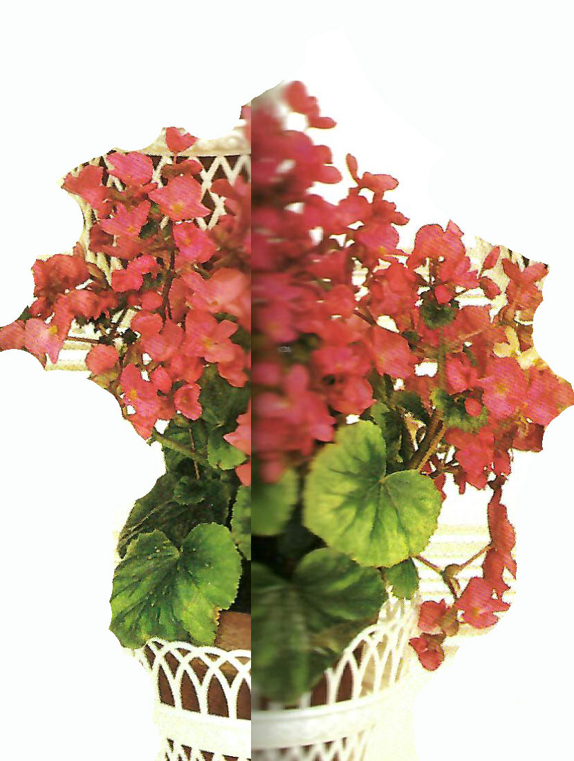 B. ‘Siegfried’